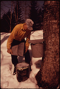 Photograph of man harvesting maple from a tree.