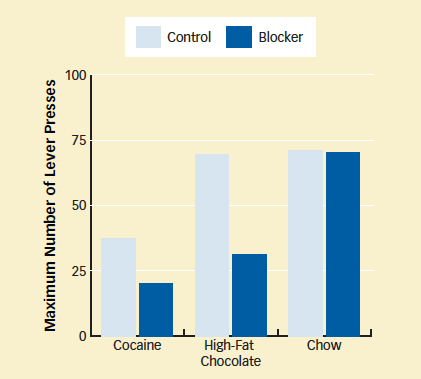 Rats that received an orexin-1 receptor blocker gave up seeking high-impact rewards—cocaine and chocolate—after fewer lever presses than those in a control group that received an inert substance. The blocker did not alter rats' motivation for standard chow. In the experiments with food, rats were only slightly hungry during the test.