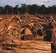 Photograph of clear-cut forest with standing trees in the distance.