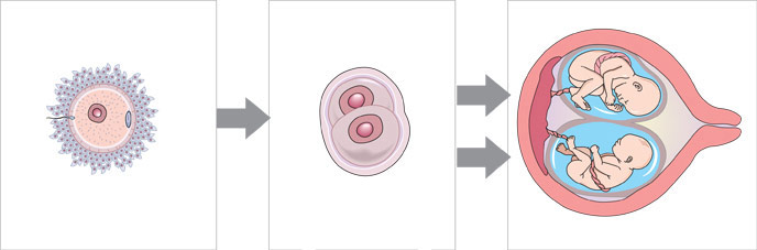diagram of a single fertilized egg spliting into two