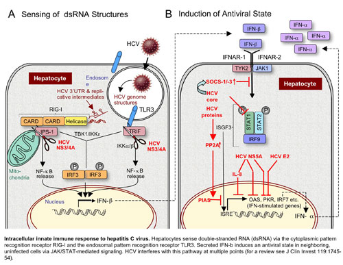 Intracellular innate immune response to hepatitis C virus. Hepatocytes sense double-stranded RNA (dsRNA) via the cytoplasmic pattern recognition receptor RIG-I and the endosomal pattern recognition receptor TLR3. Secreted IFN-b induces an antiviral state in neighboring uninfected cells via JAK/STAT-mediated signaling. HCV interferes with this pathway at multiple points (for a review see J Clin Invest 119:1745-54).