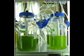 algae cultures in the lab