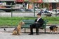 man on sidewalk bench with terrier sitting looking at him and another dog in background