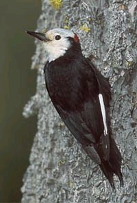whiteheaded woodpecker on a tree