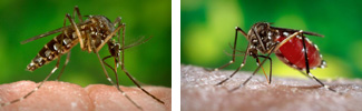 Left Image: Unfed Mosquito; Right Image: Mosquito Filled with Blood Meal