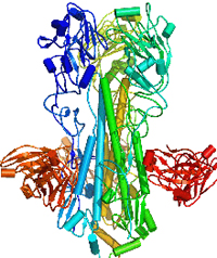 illustration of antibodies and a flu virus