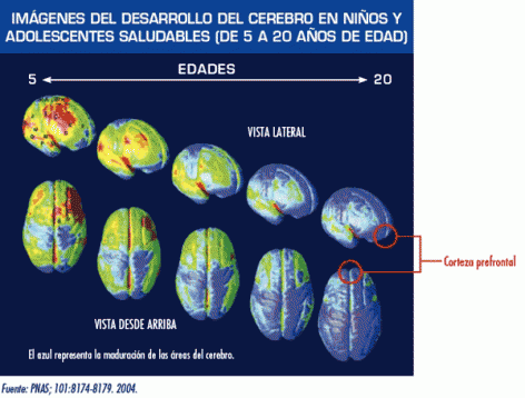 Imágenes que muestran el desarrollo del cerebro en niños y adolescentes sanos (de edad 5-10)