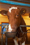 brown and white cow eating hay