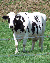 cow standing in a field