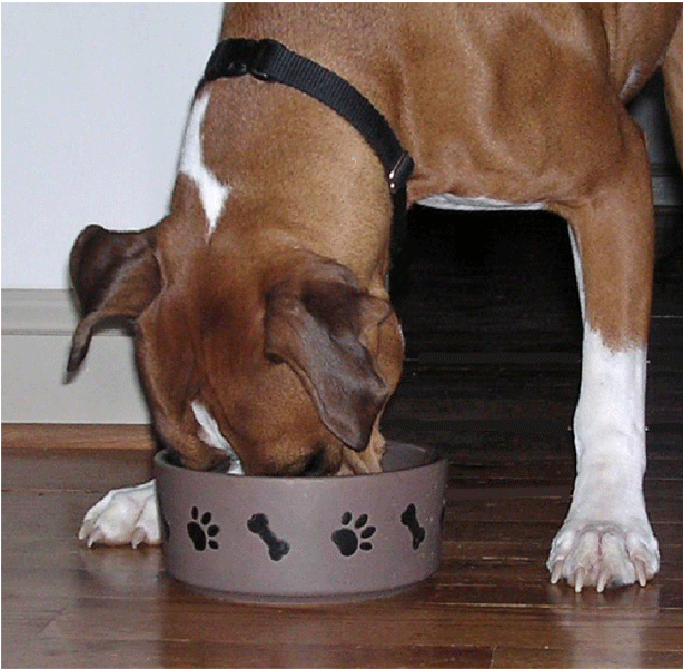 Boxer eating from pet dish