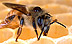 Bee with varroa mite