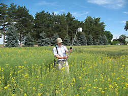 Physical research scientist John Sulik uses a hand-held radiometer to measure spectral reflectance from spring rapeseed in plots near Pendleton, Oregon: Click here for full photo caption.