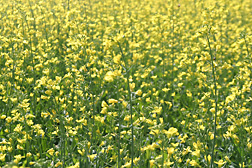 Brassica juncea is one of several oilseed crops being studied for potential use in biofuel production: Click here for photo caption.