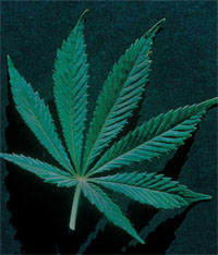 Marijuana leaf