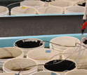 Photo of buckets of larval Atlantic silversides in the laboratory.