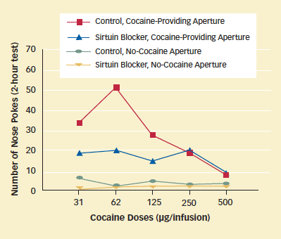 This line graph displays how a sirtuin blocker reduces rats' motivation to seek cocaine, with cocaine doses (measured in micrograminfusion) on the x-axis, and number of nose pokes (measured in a 2-hour test) on the y-axis