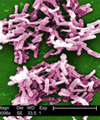 Clostridium difficile.