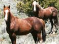 Two wild horses from the Twin Peaks Herd Management Area