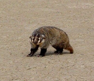 An adult badger standing in a dry stream bed