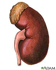Illustration of the right kidney
