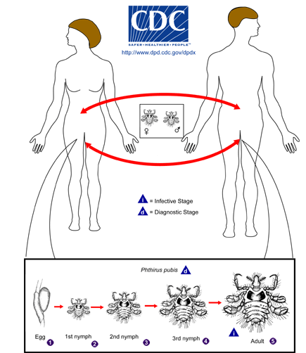 Life Cycle of Phthirus pubis