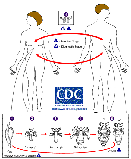 Pictoral representation of the life cycle of a body louse.
