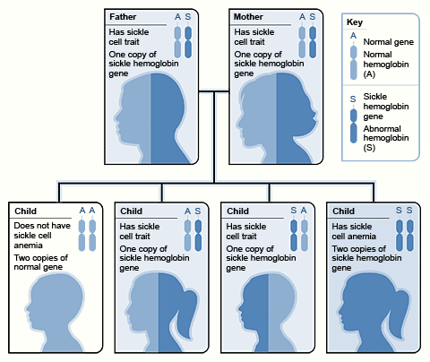 The image shows how sickle hemoglobin genes are inherited. A person inherits two hemoglobin genes—one from each parent. A normal gene will make normal hemoglobin (A). A sickle hemoglobin gene will make abnormal hemoglobin (S). When both parents have a normal gene and an abnormal gene, each child has a 25 percent chance of inheriting two normal genes; a 50 percent chance of inheriting one normal gene and one abnormal gene; and a 25 percent chance of inheriting two abnormal genes. 