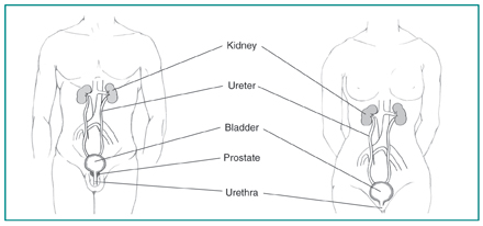 Drawing of male and female urinary tracts with the kidney, ureter, bladder, prostate (male), and urethra labeled.