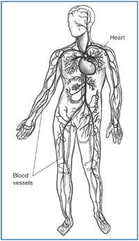Anatomic drawing of a male figure that shows the heart and blood vessels located throughout the body.