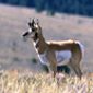 Montana--antelope