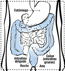 El colon es parte del intestino grueso que está junto al recto.