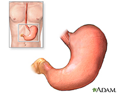 Illustration of the stomach