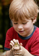 A child holds a frog in his hands