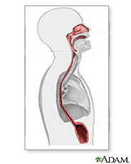 Illustration of the nasal cavity, epiglottis, esophagus and stomach