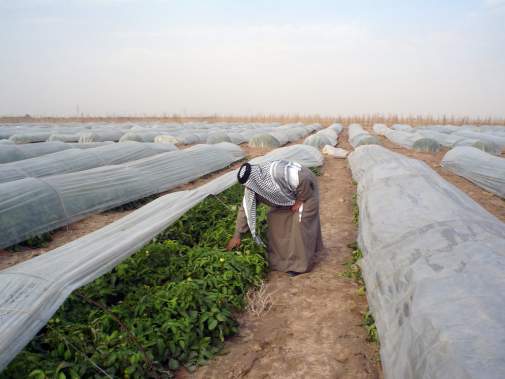 Iraq agribusiness