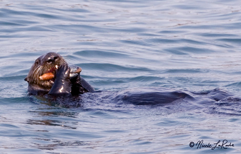 Sea Otter foraging for Clams