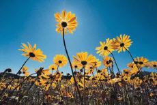 Photograph of yellow flowers