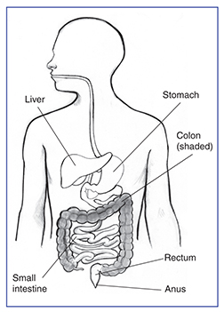 Drawing of the gastrointestinal tract within an outline of a male torso. The liver, stomach, small intestine, colon, rectum, and anus are labeled. The colon is shaded.