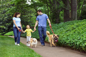 family walking their dogs