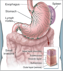 This picture shows the stomach and nearby organs.