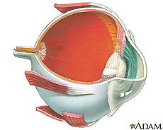 Ilustración de la anatomía interna del ojo