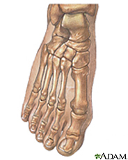 Ilustración de los huesos del pie