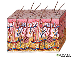 Ilustración de las capas de la piel