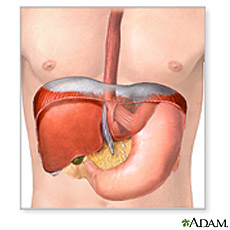 Ilustración del hígado, páncreas y estómago