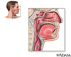 Ilustración de la anatomía de la garganta