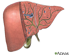 Ilustración de los órganos biliares y el sistema de conductos