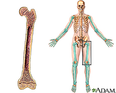 Ilustración de un hueso largo