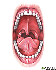 Ilustración de la anatomía oral