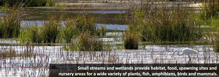 a crane standing in wetlands