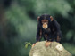 image of a baby chimp